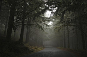 nature-mist-forest-road-hill-mor