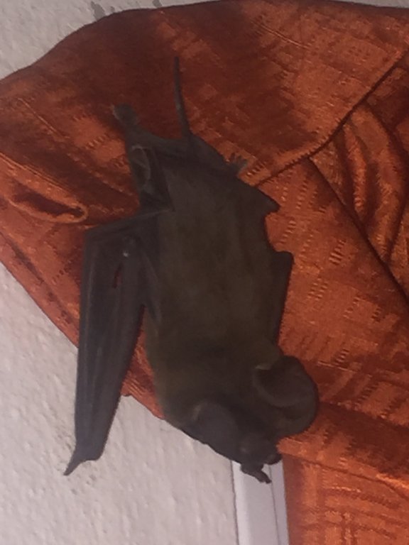 Vampire bat-2- Domonical R.