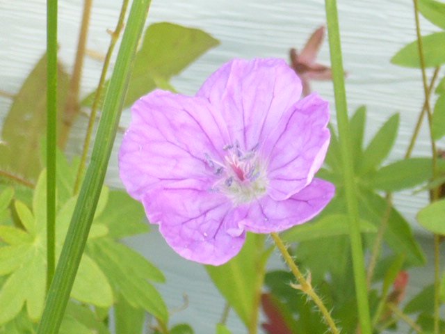 Flower (11).jpg