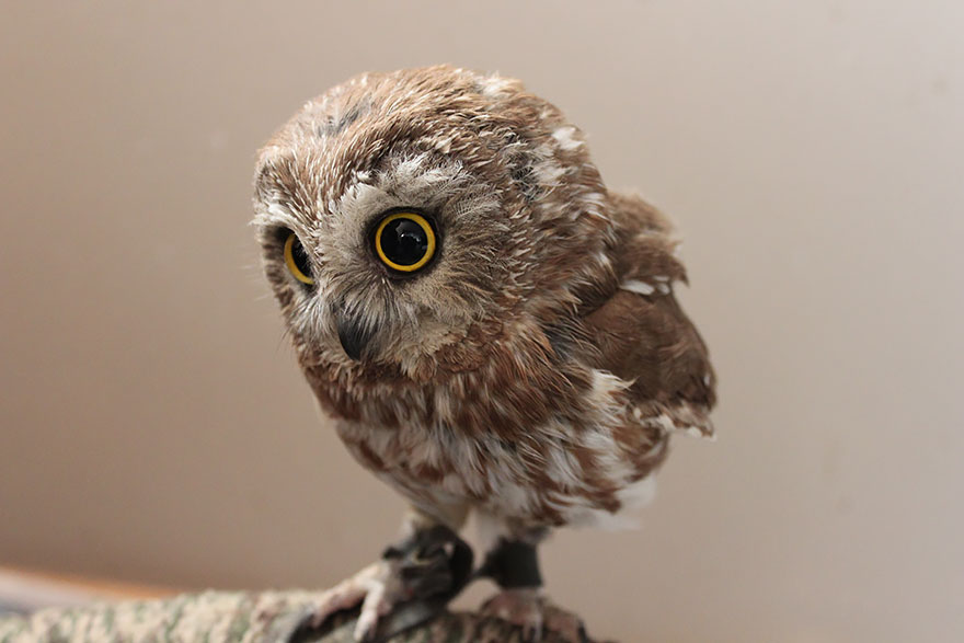 owl-photography-2__880.jpg