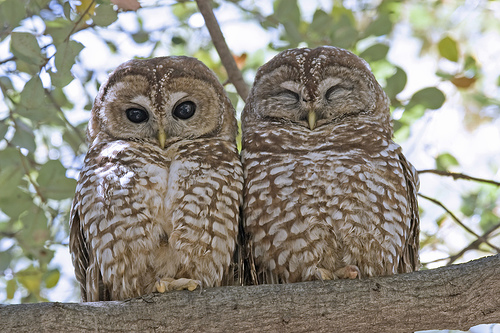 Northern+Spotted+Owls.jpg
