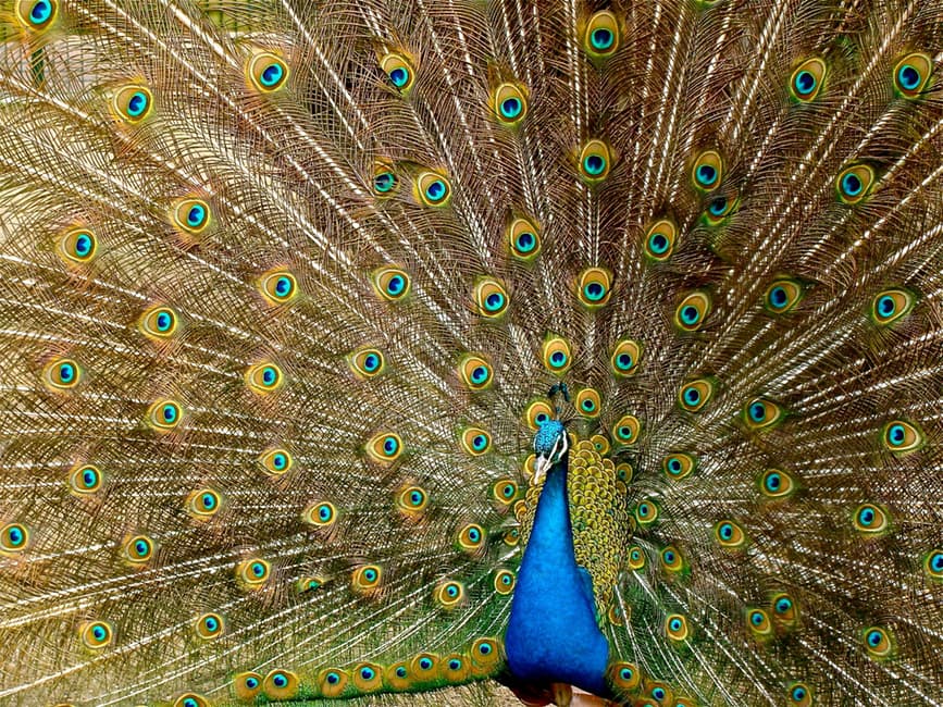 peacock-plumage-bird-peafowl-459