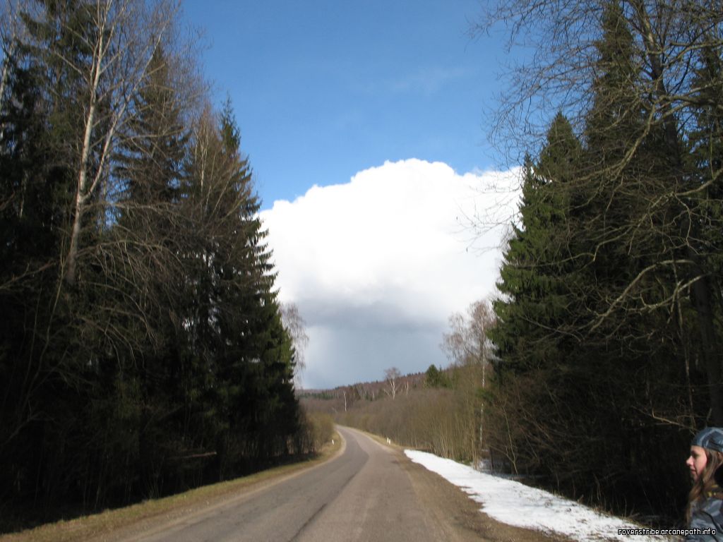 road_forest_2.jpg