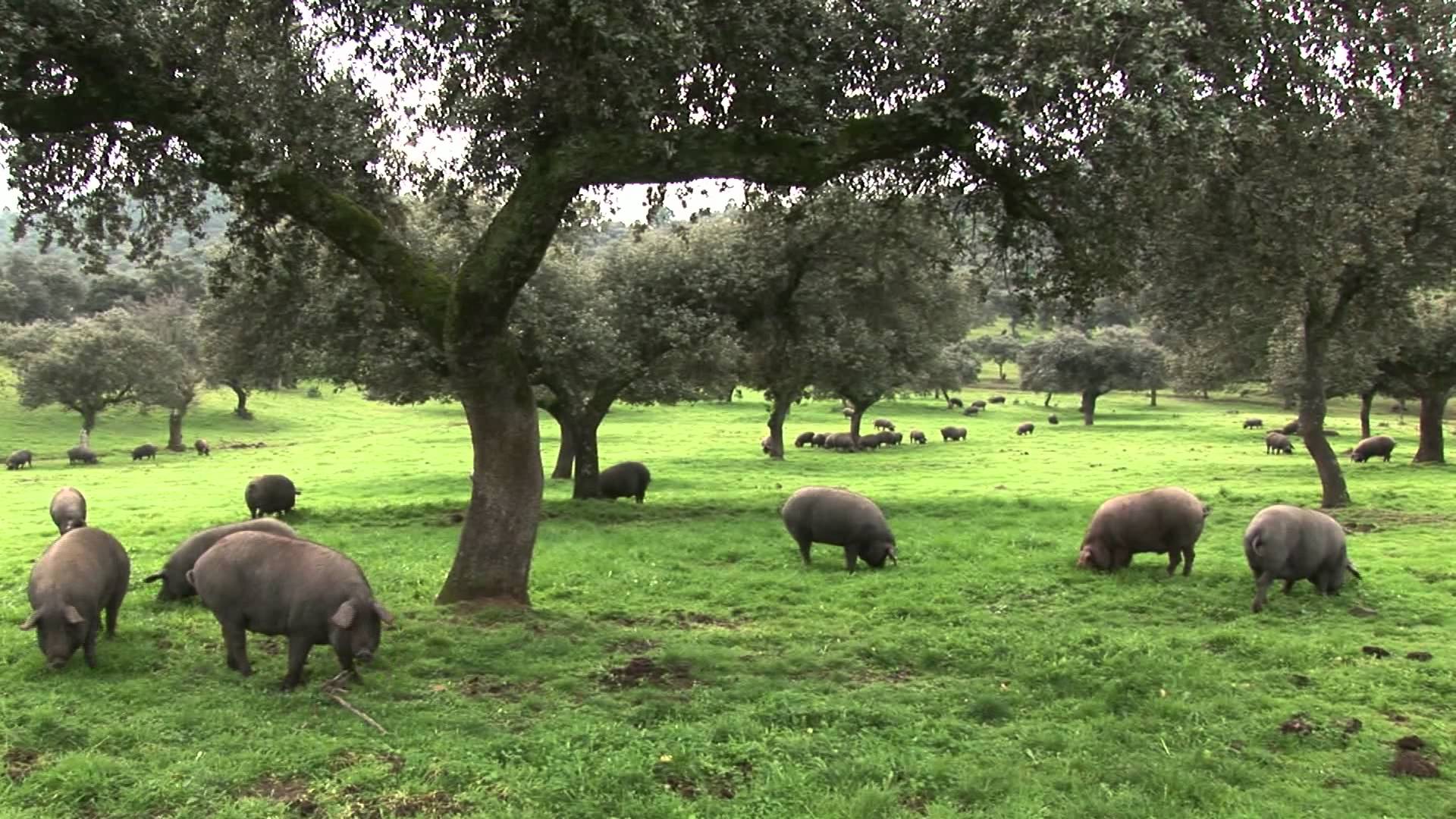 expreso-del-sur-dehesa-cerdo-ibe