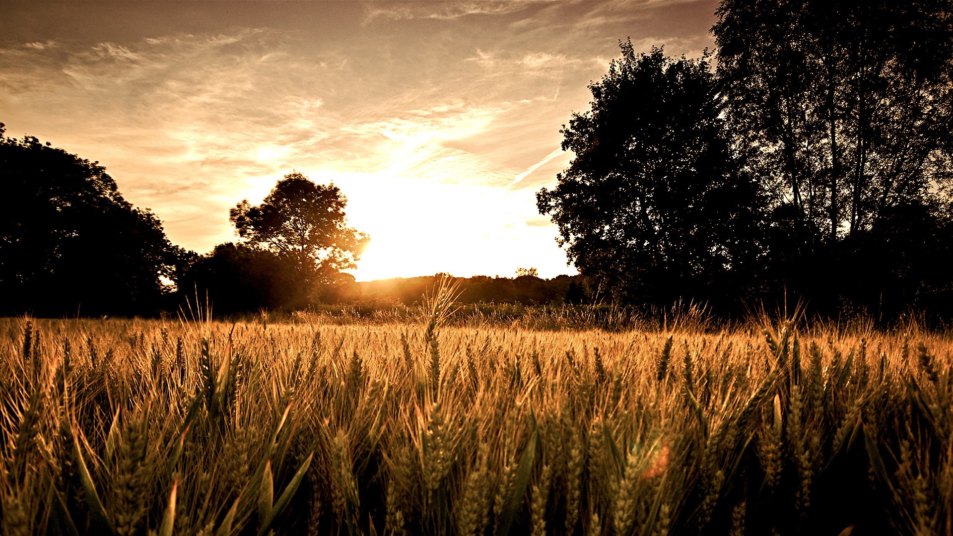 fields_with_wheat-1920x1080.jpg