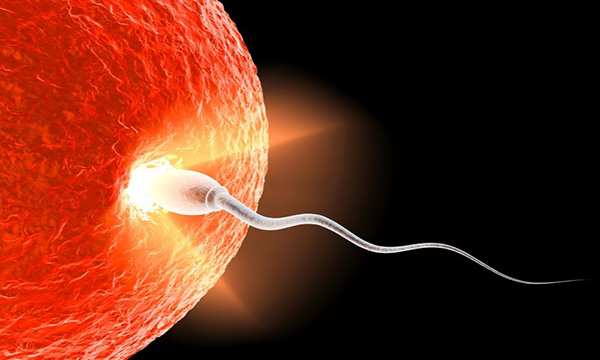 egg-and-sperm.jpg