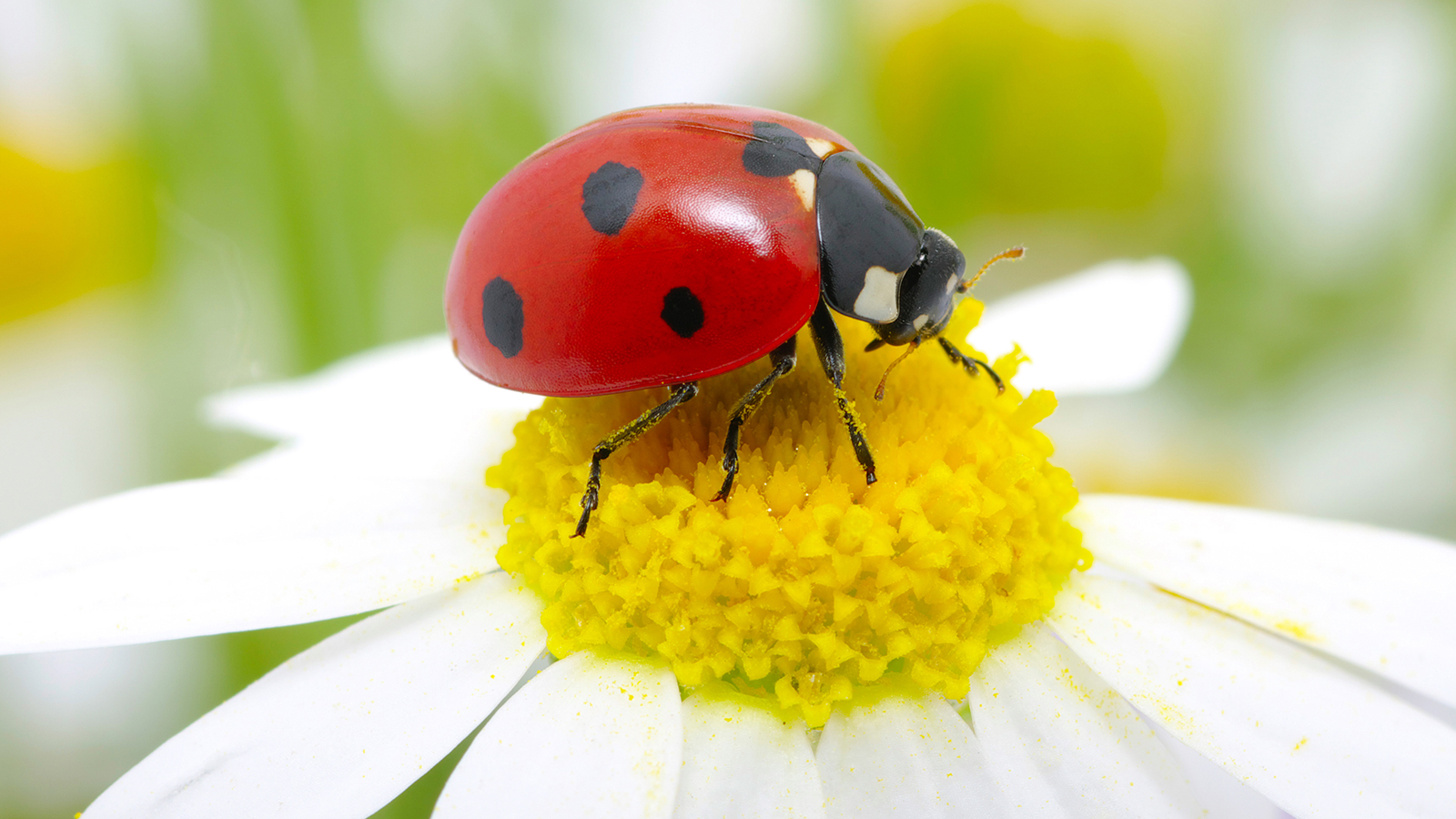 ladybug-daisy (1).jpg