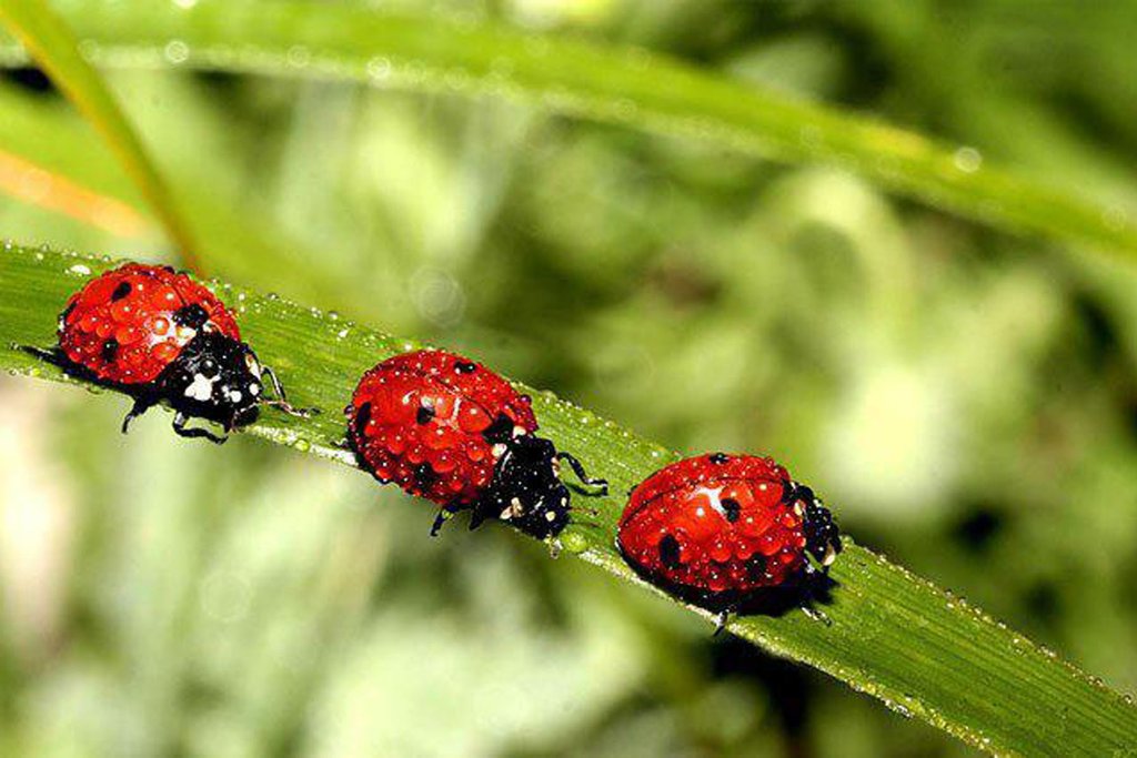 lady-bugs-ladybugs-32773963-1800
