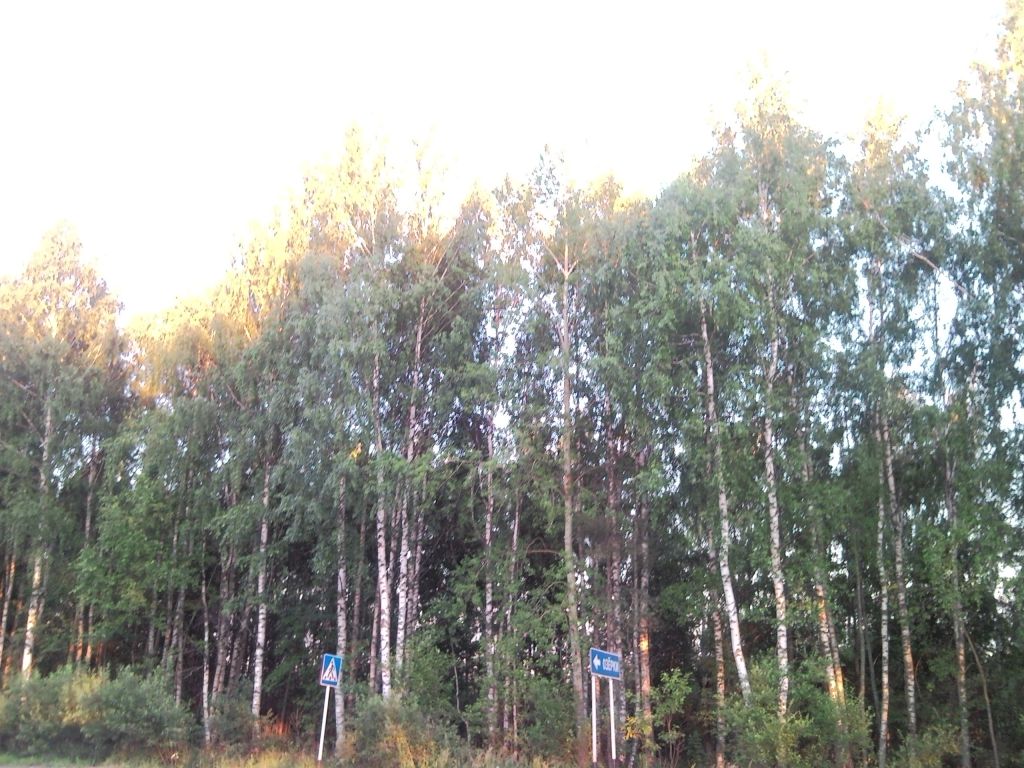 лес по дороге