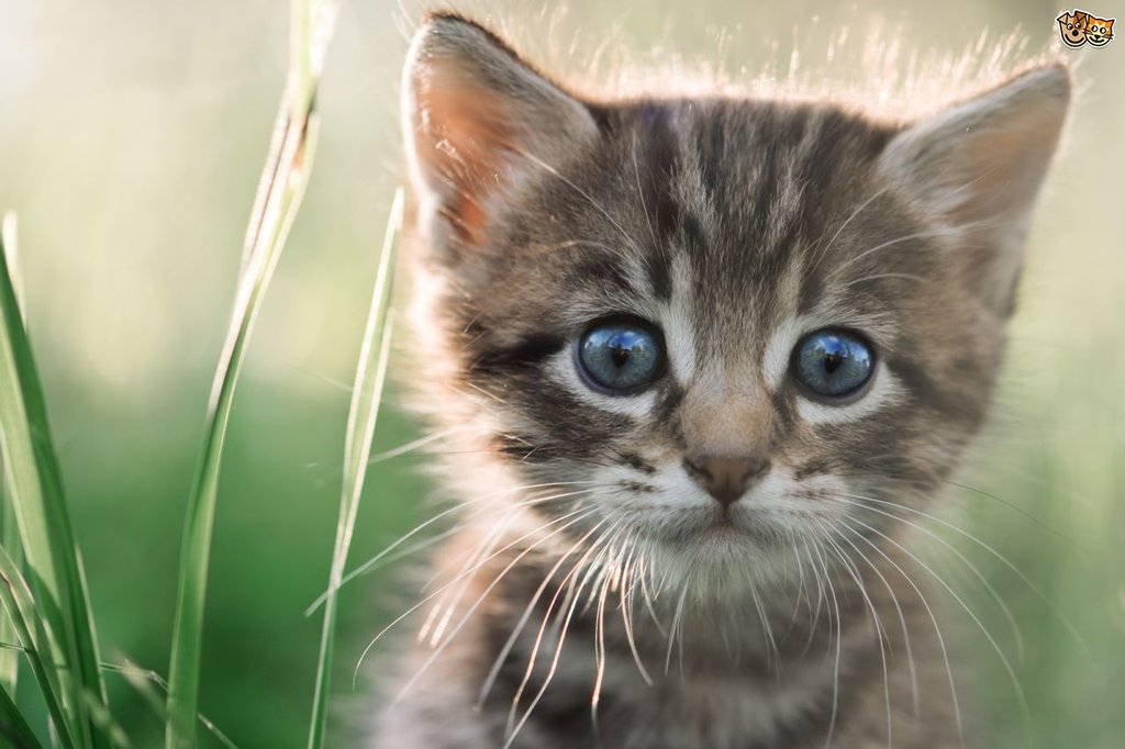 kitten-emergencies-signs-to-look