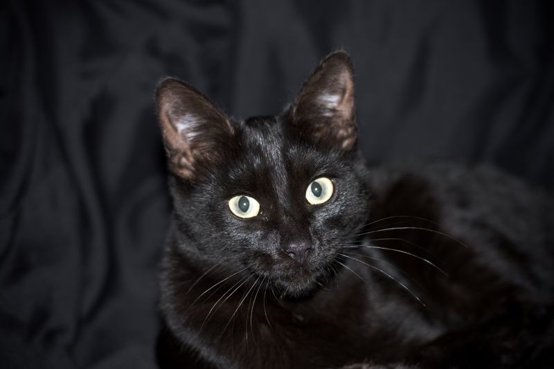 Черный кот.JPG