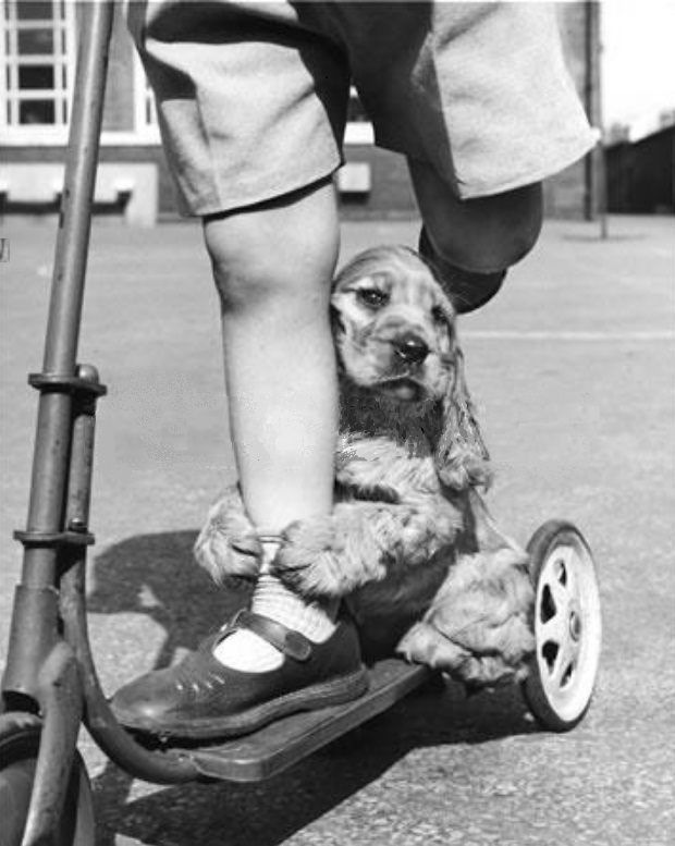 UK1950s_dogscooter.jpg