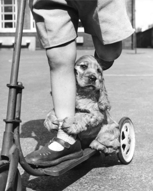 UK1950s_dogonscooter.jpg