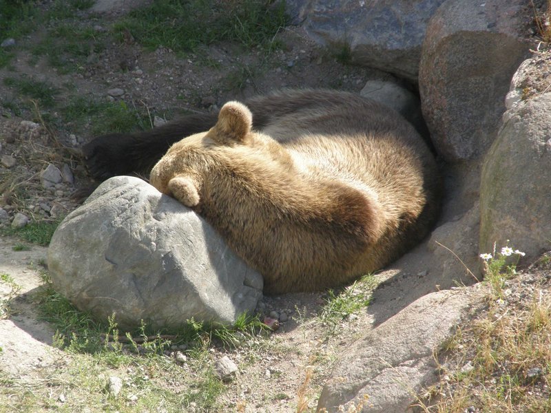 Медведь на отдыхе.jpg