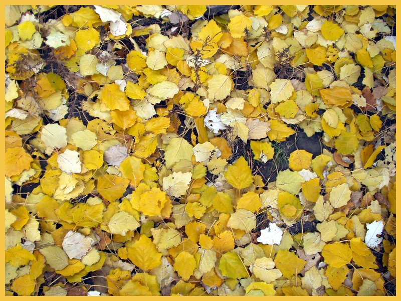 На ковре из жёлтых листьев....JP