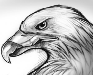 how-to-sketch-an-eagle-step-14_1