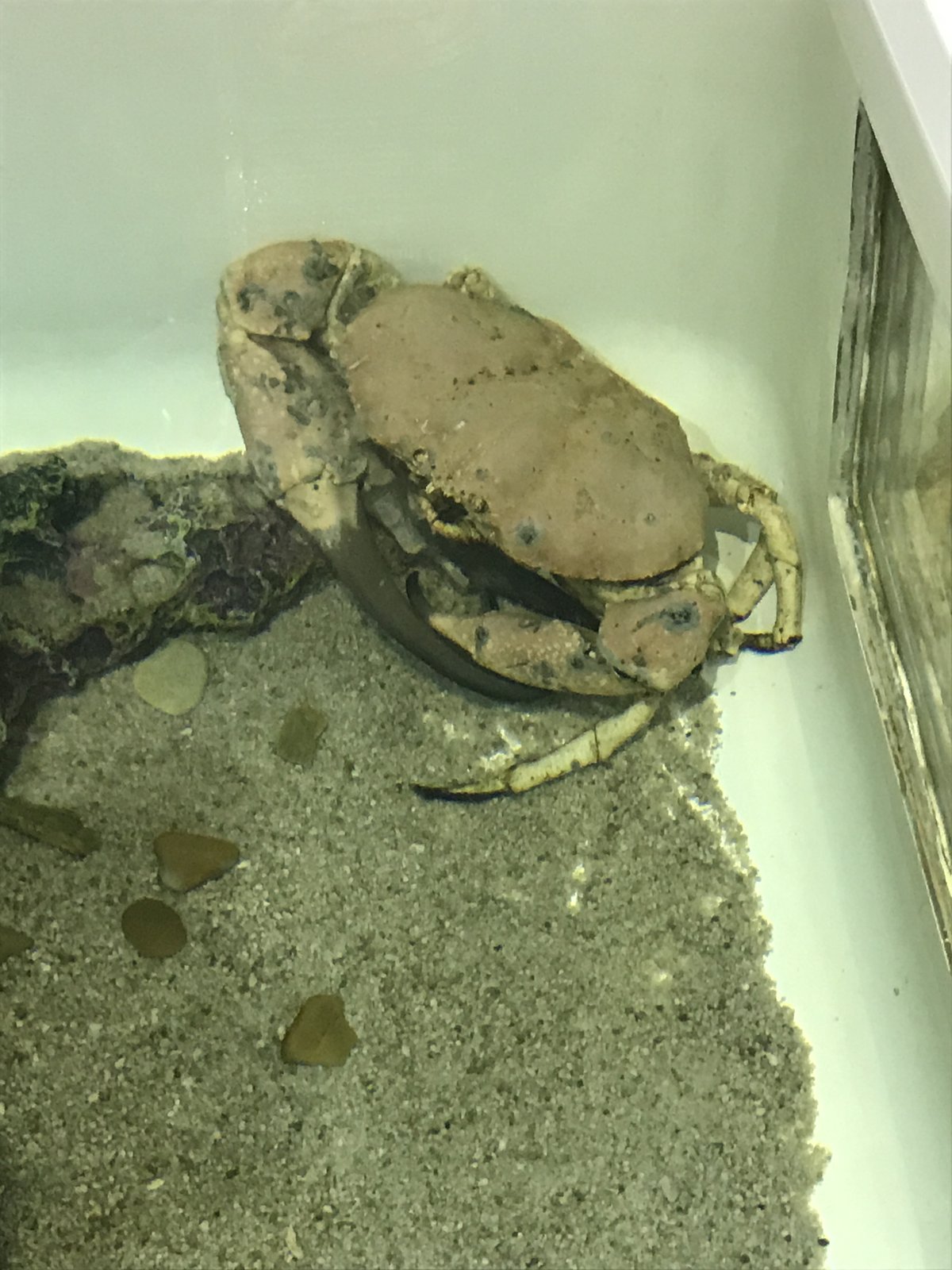 77 Giant crab.JPG