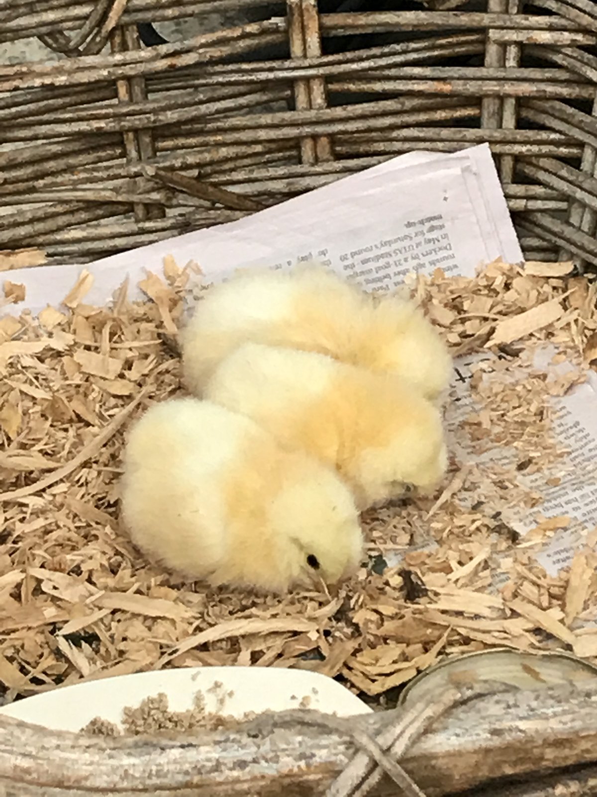 25 Chicks.JPG