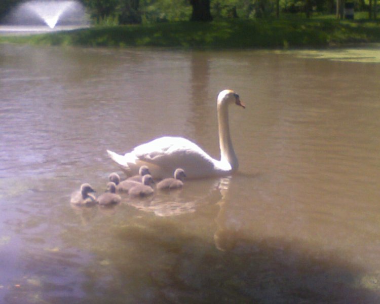 6_baby Swans.jpg