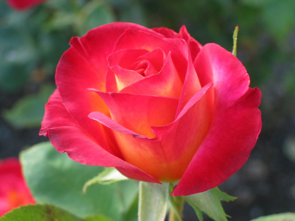 roze-roses-33610852-1600-1200.jp