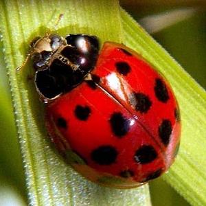Ladybug (1).jpg