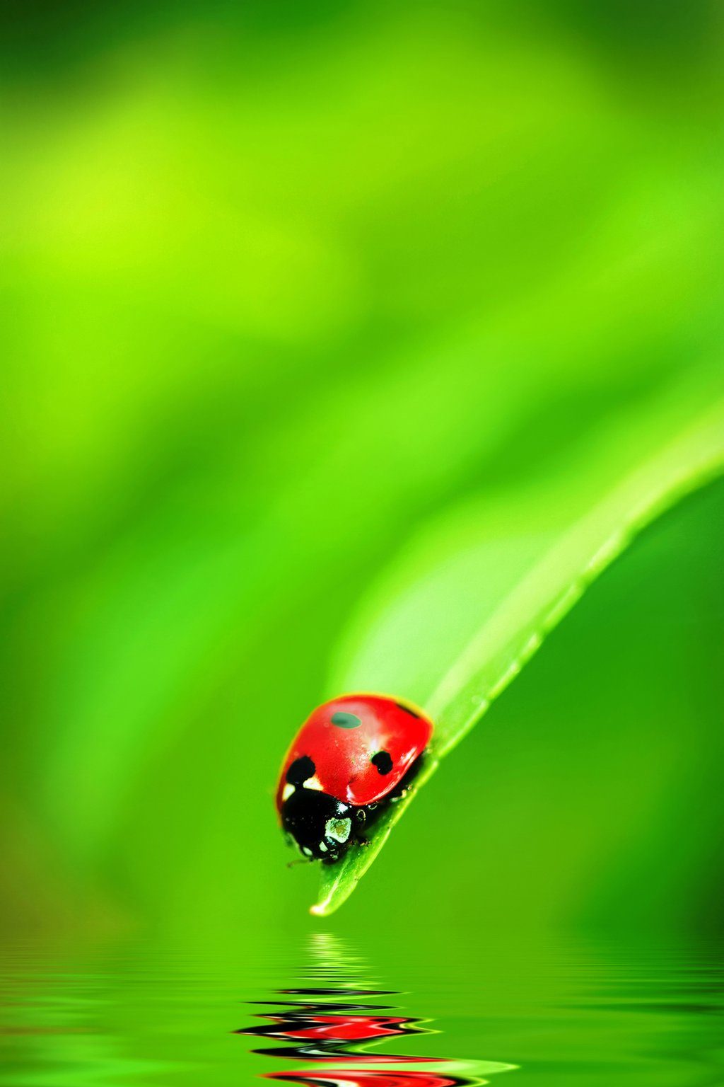 ladybug (2).jpg