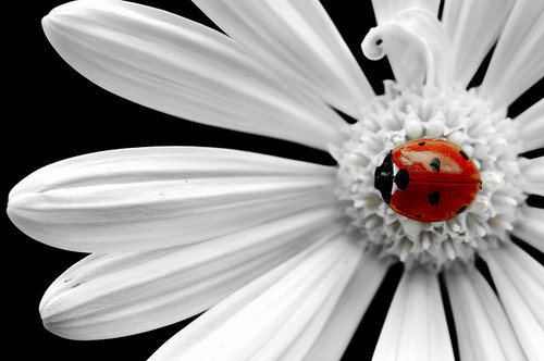 lady-bugs-ladybugs-32773949-500-