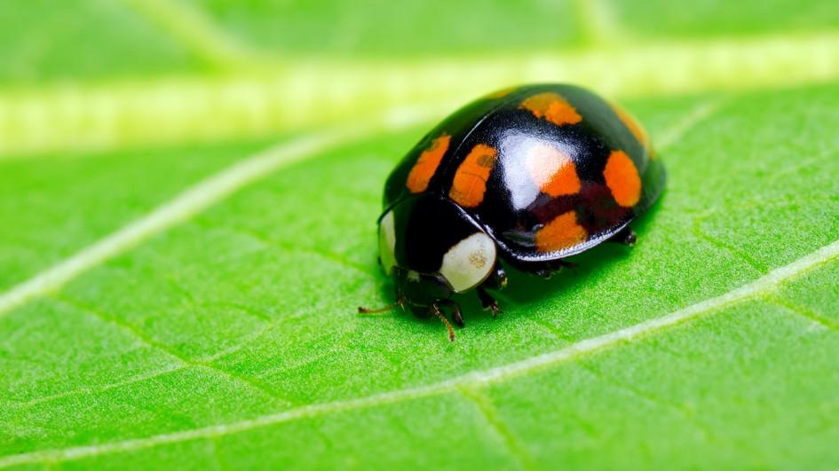 ladybug-on-leaf.jpg.adapt.945.1.