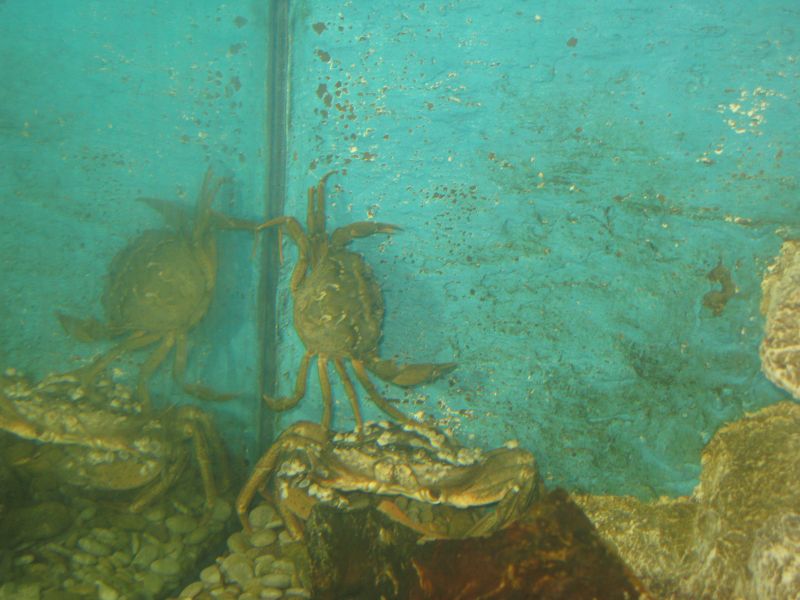 Алуштинский аквариум, краб, 2009