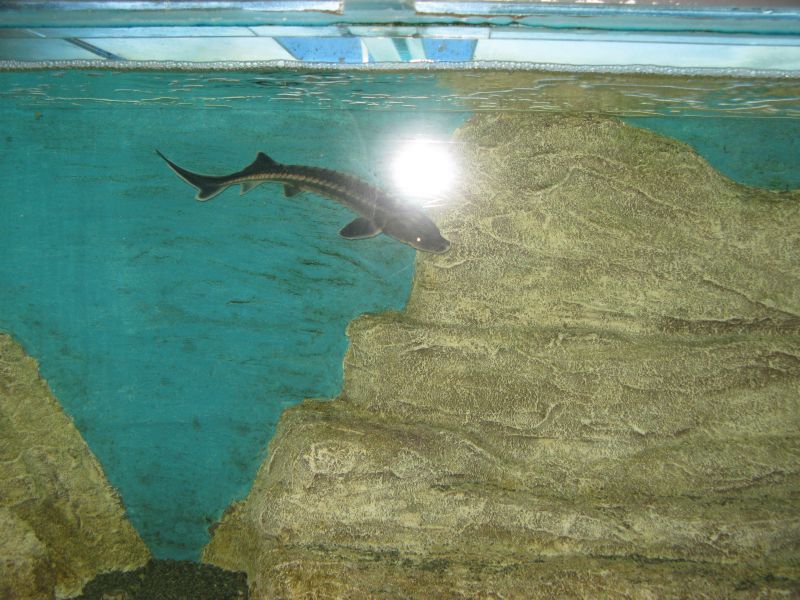 Алуштинский аквариум, 2009 г.