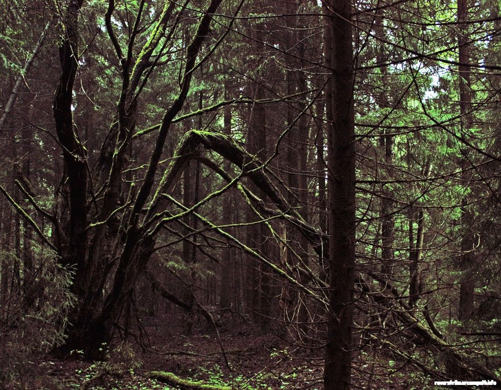 forest-1.jpg