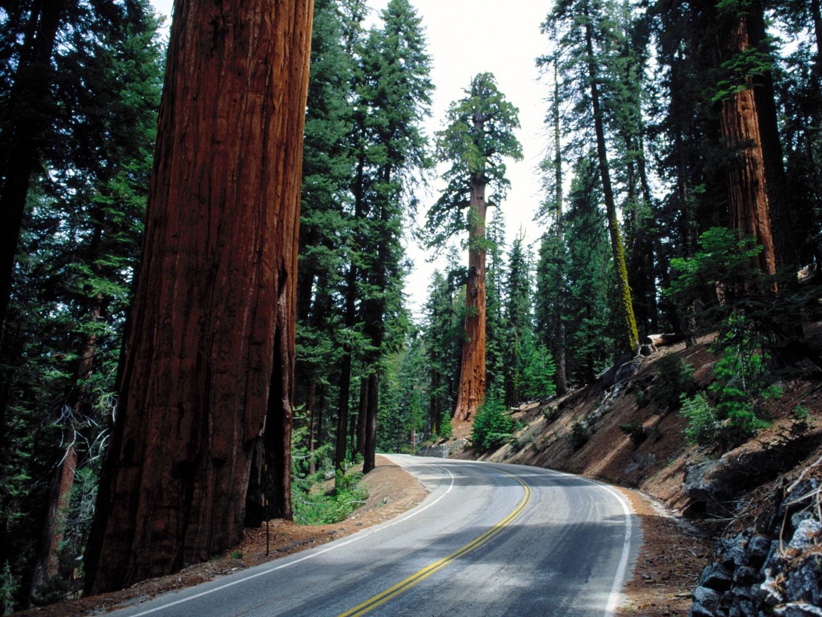 redwood 1.jpg