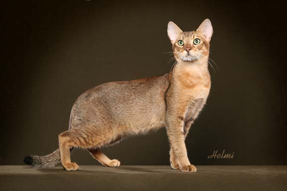 Chausie-cat-images.jpg