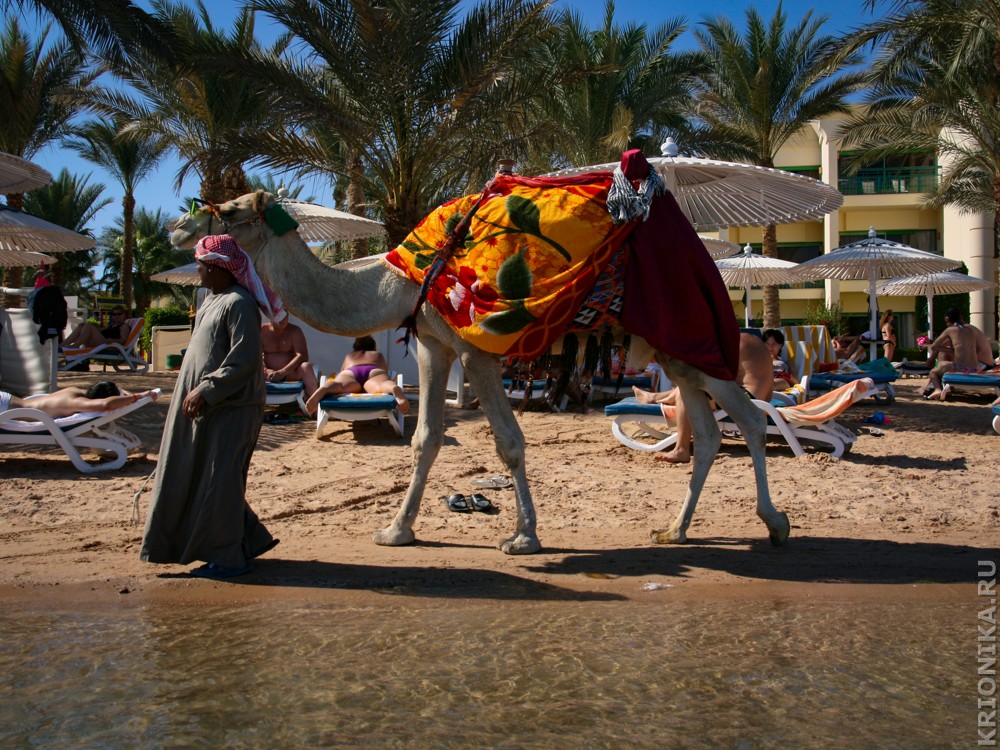 ЕГИПЕТ 2012 (Hilton Hurghada Resort) (68).jpg