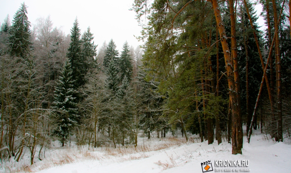 Опалиха - зимний лес 2013 (10).j