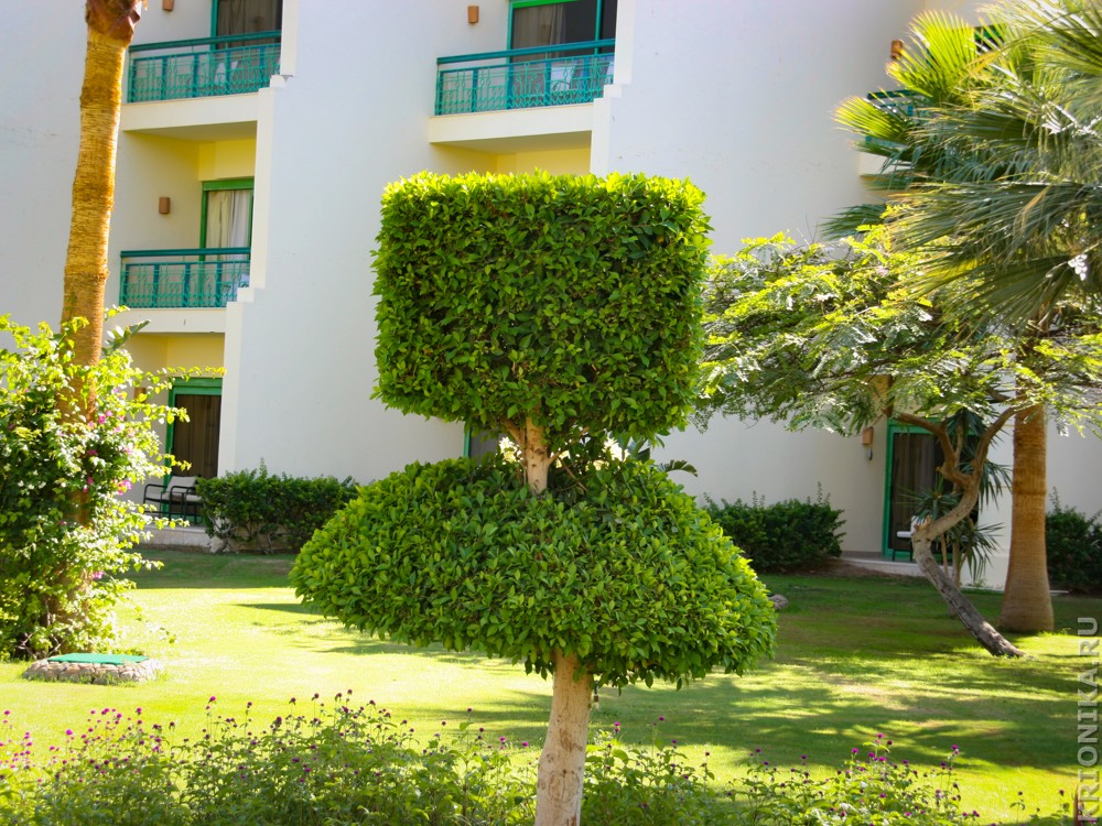 ЕГИПЕТ 2012 (Hilton Hurghada Resort) (71).jpg