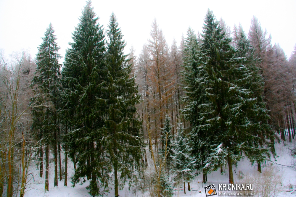 Опалиха - зимний лес 2013 (11).j