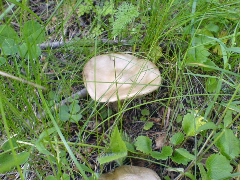 Все грибы казахстана