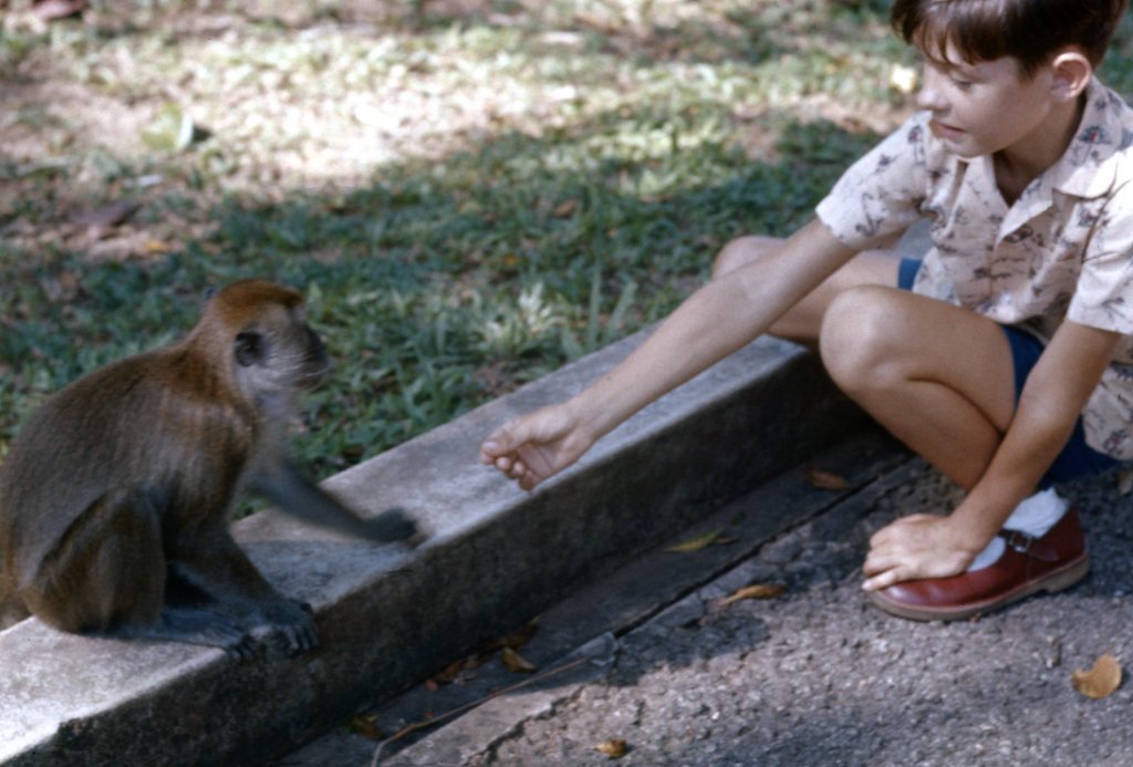Malaysia1960s_monkey.png