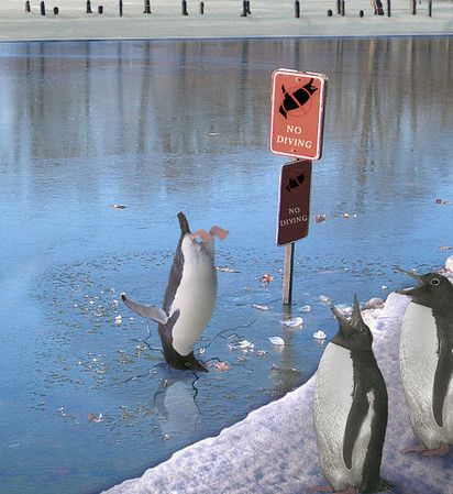 diving penguins.jpg