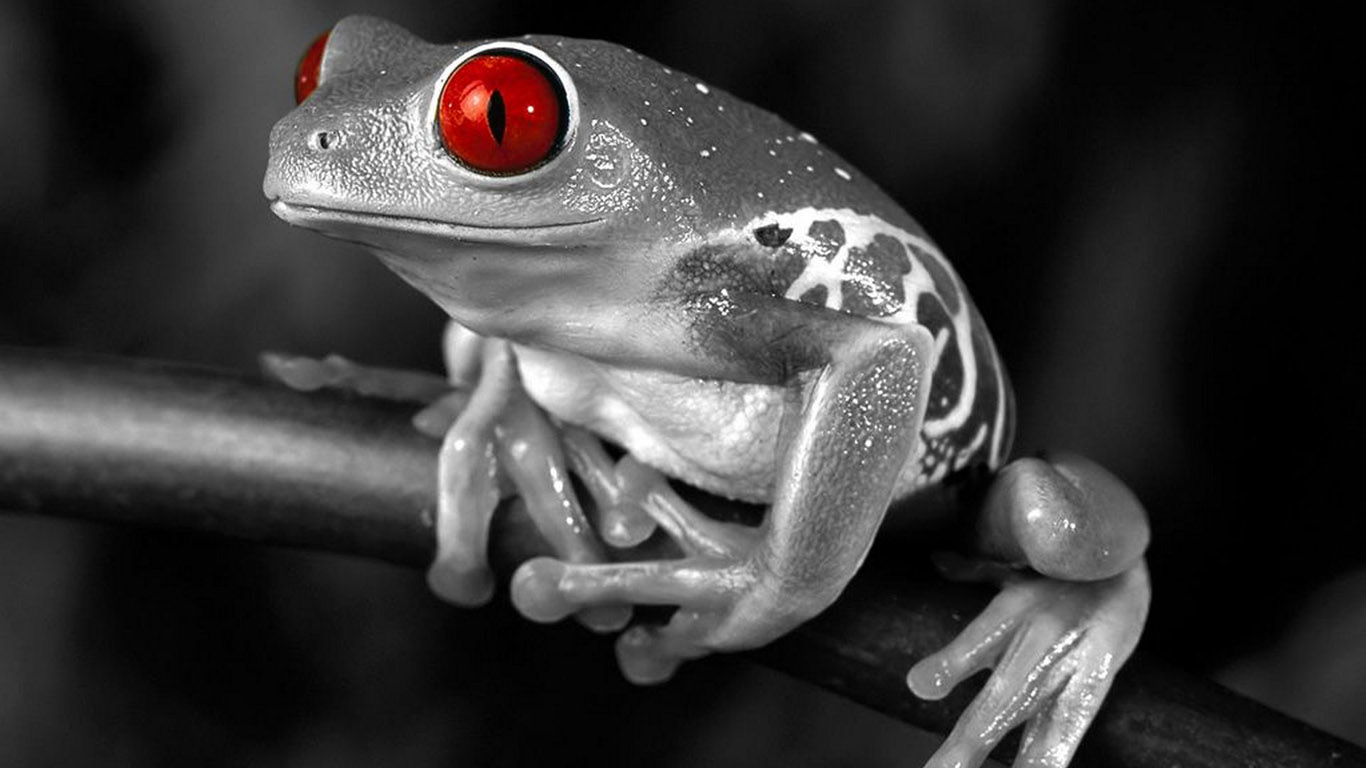 frog-wallpaper-1366x768.jpg