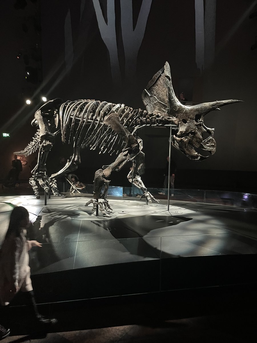 76 Triceratop bones melbourne museum.JPG