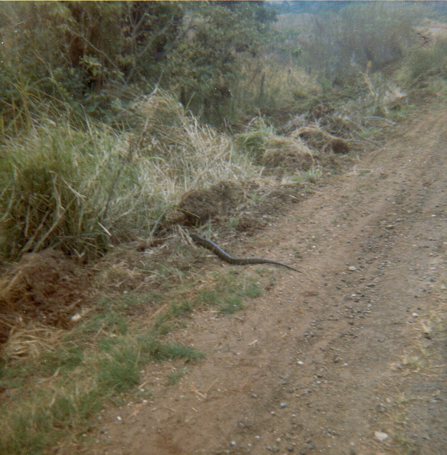 31 Snake on the road.jpg