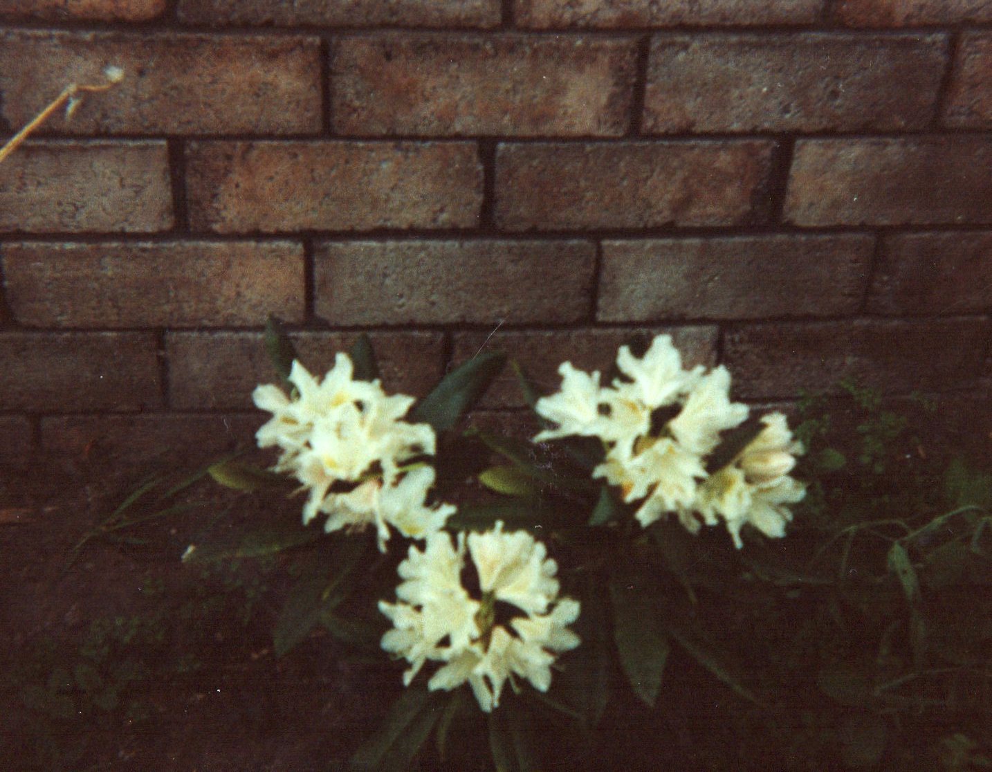 09 Flowers.jpg