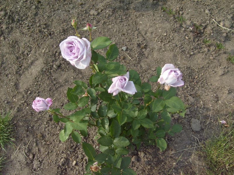 Розы-45.JPG