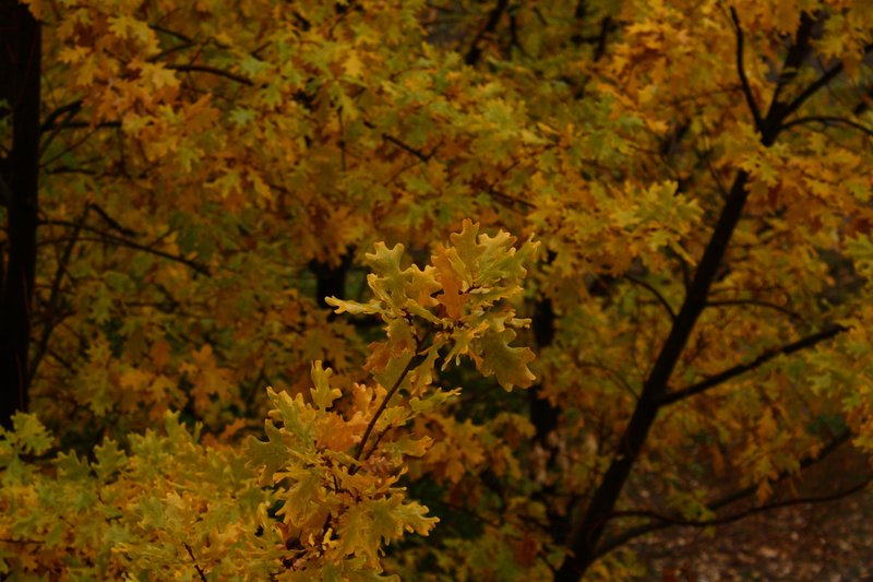 Autumn_1.jpg
