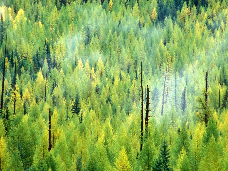 A Forest is Born After the Fire,