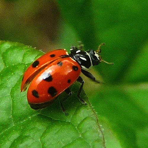 ladybug_604.jpg