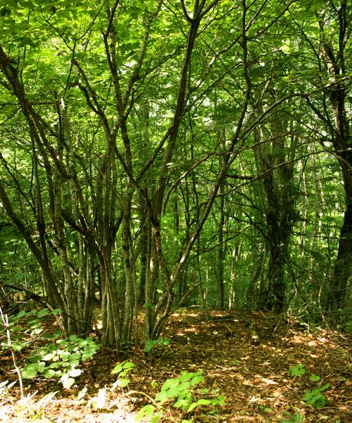 Лазарополе, лес.jpg