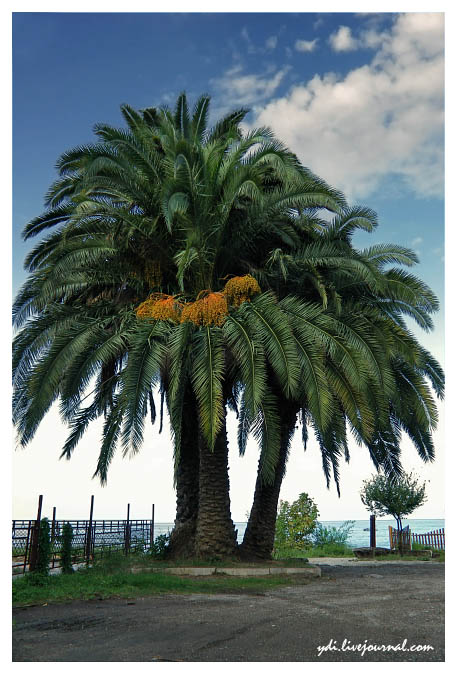 Гагра. Финиковые пальмы.